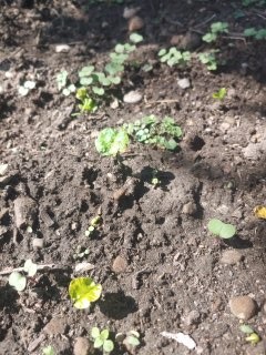 clover sprouts in springtime dirt