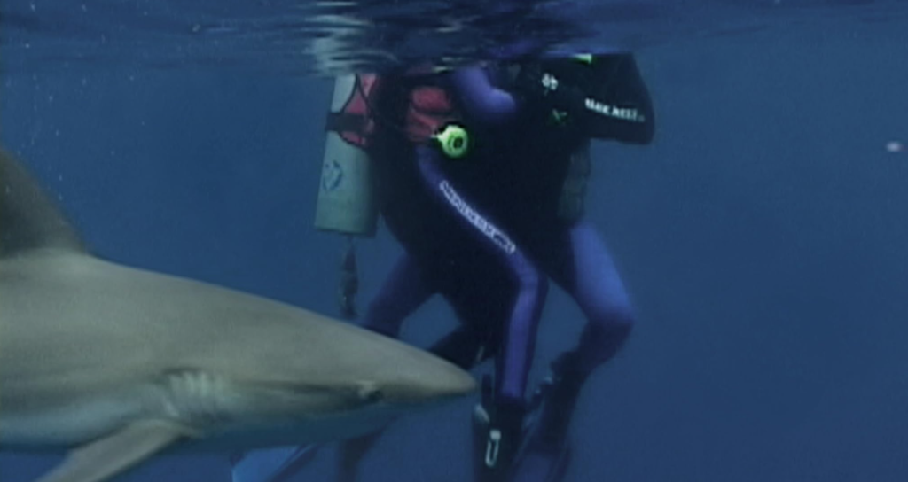 Two people in scuba suits and tanks are attacked by a bull shark